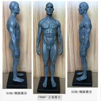 30cm Højde Menneskelige Anatomiske Anatomi Kraniet Blod Skulptur Hoved, Krop Model Muskel, Knogle Model Mandlige og Kvindelige