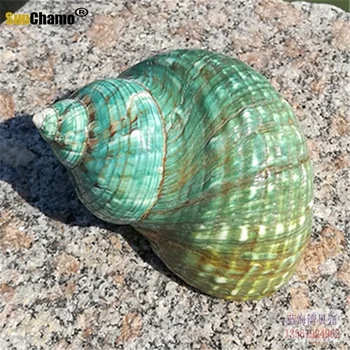 Naturlige Conch Shell Super Stor Grøn Snegl Store Grønne Skrue Akvarium Landskab Middelhavet Hjem Prøver Dekoration Håndværk